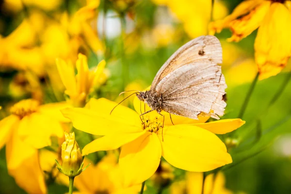 Zlatá coreopsis s motýlkem — Stock fotografie