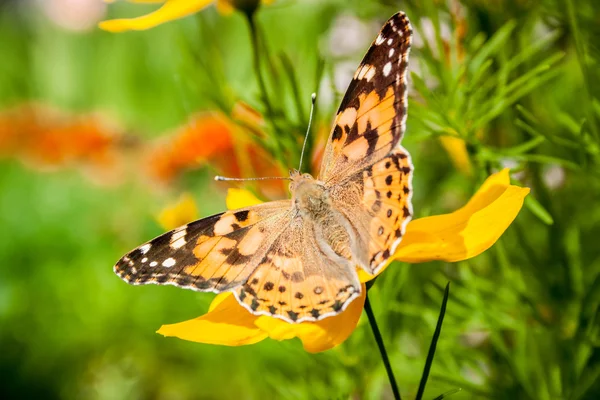 Coreopsis dourado com borboleta — Fotografia de Stock