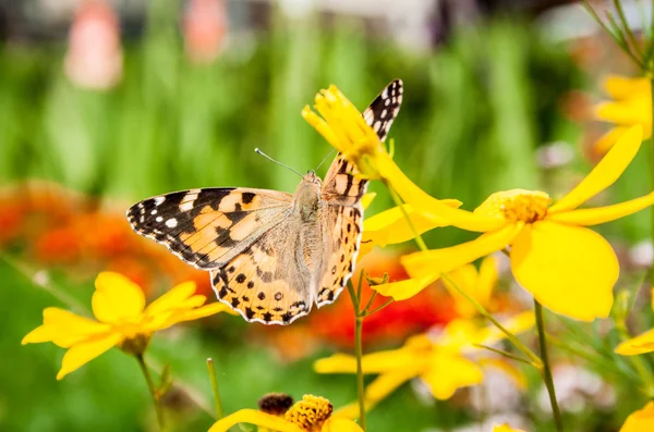 Złote coreopsis z motyl — Zdjęcie stockowe