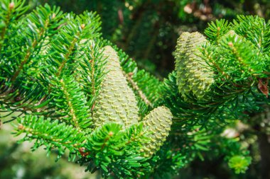 Koreli firavunun konileri - Abies koreana