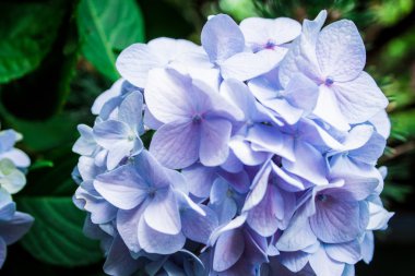 Ortanca macrocarpa güzel mavi çiçek