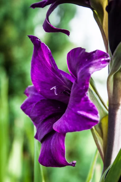 Fiore di gladiolo viola in giardino — Foto Stock