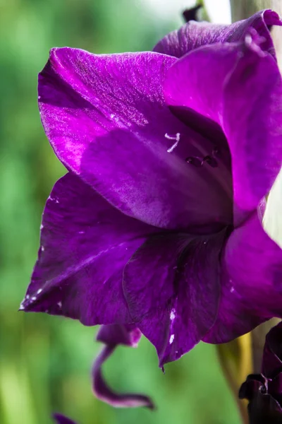 Fiore di gladiolo viola in giardino — Foto Stock