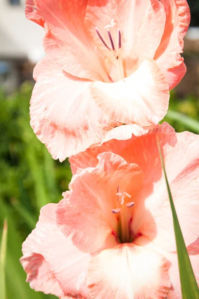 Fiore rosa gladiolo in giardino — Foto Stock