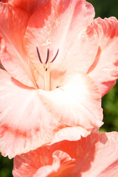 庭のピンクグラジオラスの花 — ストック写真