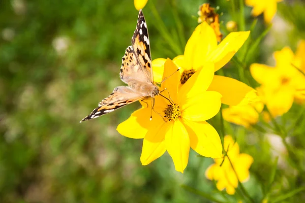Doré coreopsis avec papillon — Photo