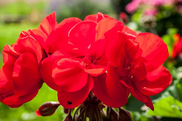 Zonal Pelargonium hermosa flor en el jardín —  Fotos de Stock