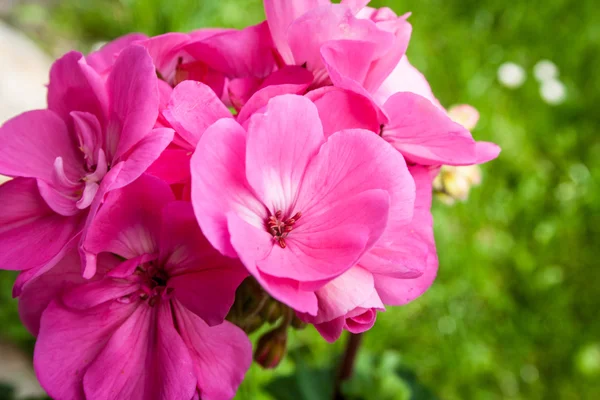 Pelargonium zonale bel fiore nel giardino — Foto Stock