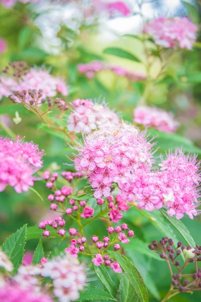 Fiori rosa di Spiraea Japonica — Foto Stock