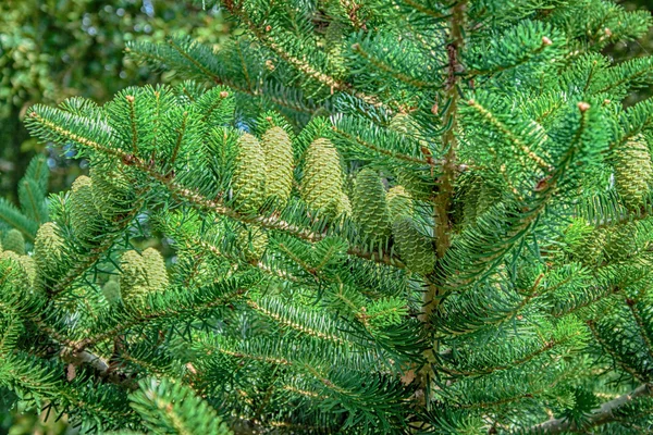 Koreli firavunun konileri - Abies koreana