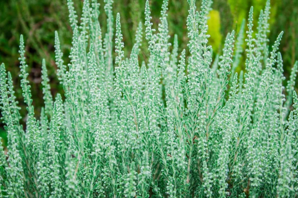 Güzel heather orman yakın çekim — Stok fotoğraf