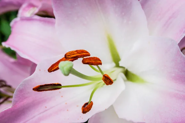 Detalle flor rosa lirios en el jardín — Foto de Stock
