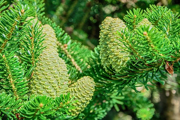 Cones of Korean Fir - Abies koreana — Stock Photo, Image