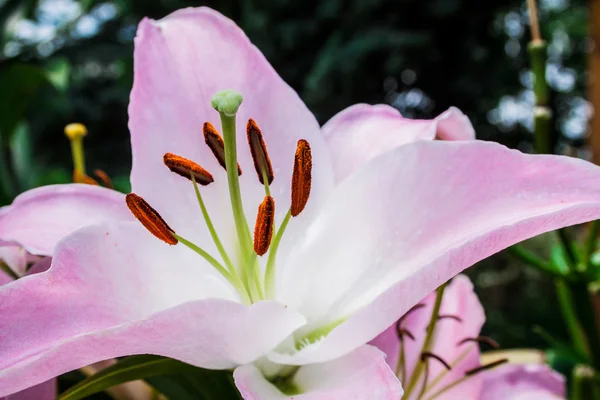 Detalle flor rosa lirios en el jardín — Foto de Stock