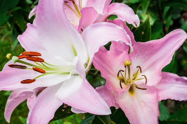 Detalj blomma rosa liljor i trädgården — Stockfoto