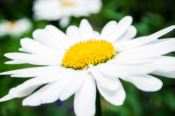 Leucanthemum vulgare in giardino — Foto Stock