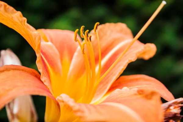 Hemerocallis, dettaglio fiore giardino diurno — Foto Stock