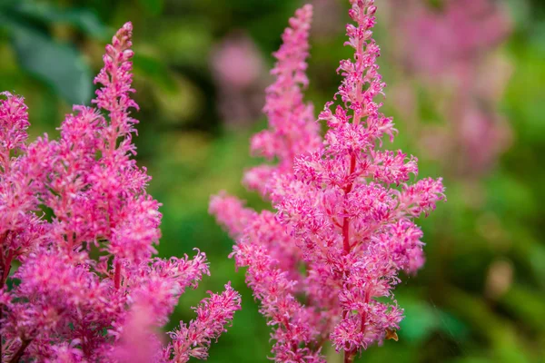 Astilbe arendsii 美しいピンクの花 — ストック写真