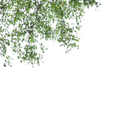 Beyaz bir arka planda, Betula pendula gümüş huş ağacı dalları