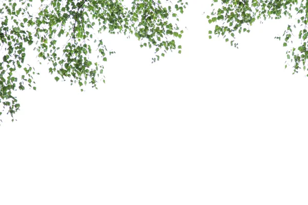 Branches of silver birch on a white background, Betula pendula — Stock Photo, Image