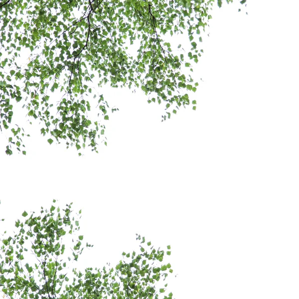 Branches de bouleau argenté sur fond blanc, Betula pendula — Photo