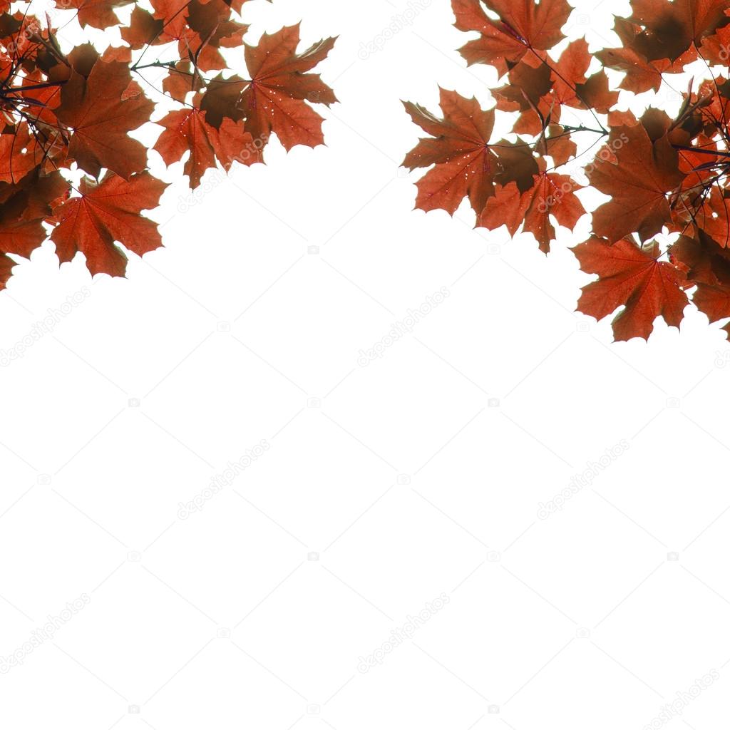 autumn maple leaves on a white background, Acer platanoides