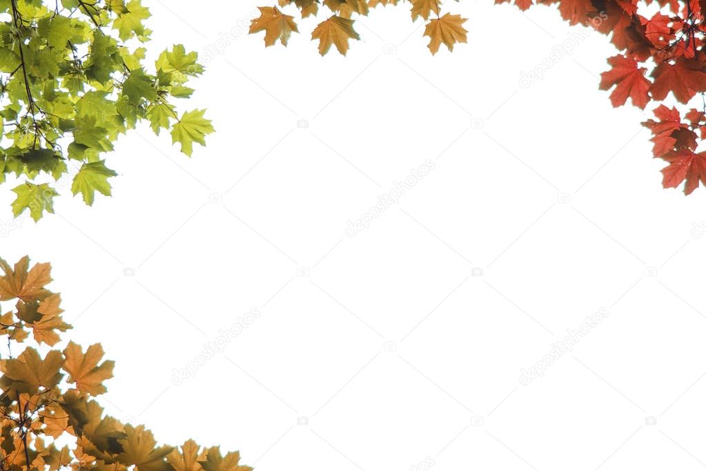 autumn maple leaves on a white background, Acer platanoides
