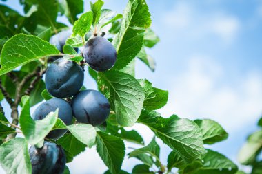Gün batımında sulu meyveli erik ağacı
