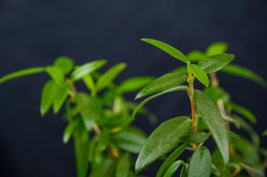 Mersin yaprakları siyah bir zemin üzerine