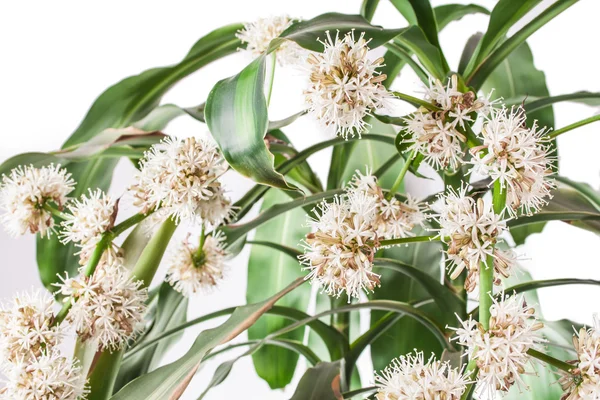 Dracena, dracaena Blume auf weißem Hintergrund — Stockfoto