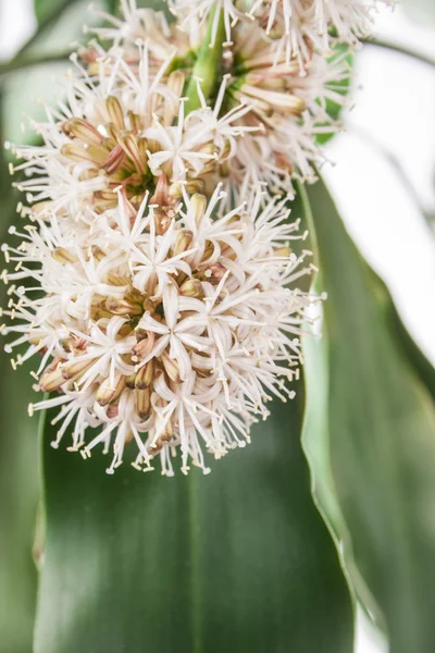 Dracena, 흰색 배경에 행운 꽃 — 스톡 사진