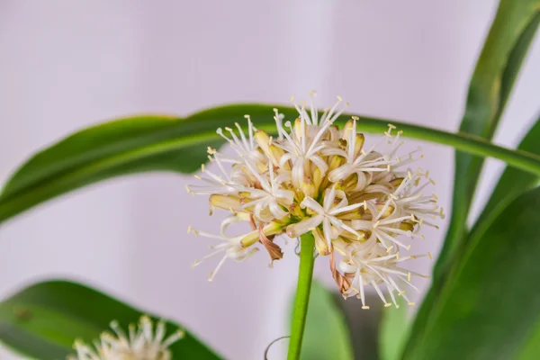 ペチュニア、白い背景上のドラセナの花 — ストック写真