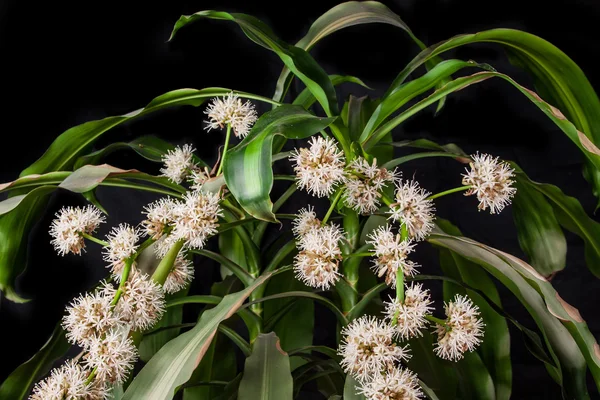 Dracena, Dracaena flower on a black background — Stock Photo, Image