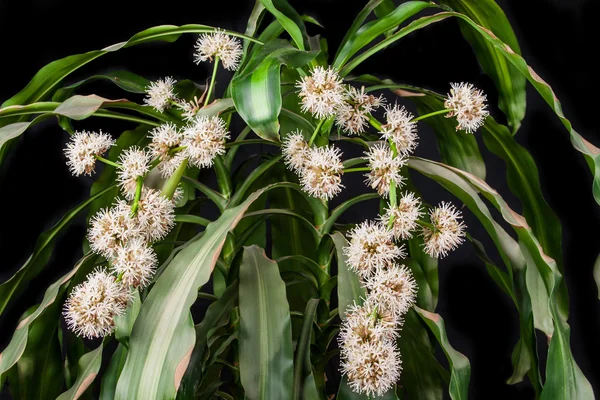 ペチュニア、黒い背景上のドラセナの花 — ストック写真