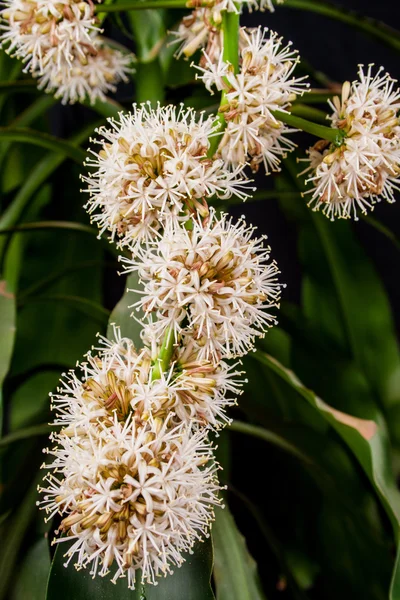 Dracena, fiore Dracaena su sfondo nero — Foto Stock