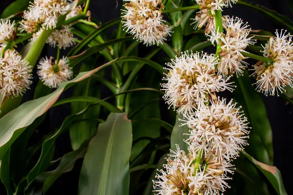 Dracena, Dracaena flower on a black background — Stock Photo, Image