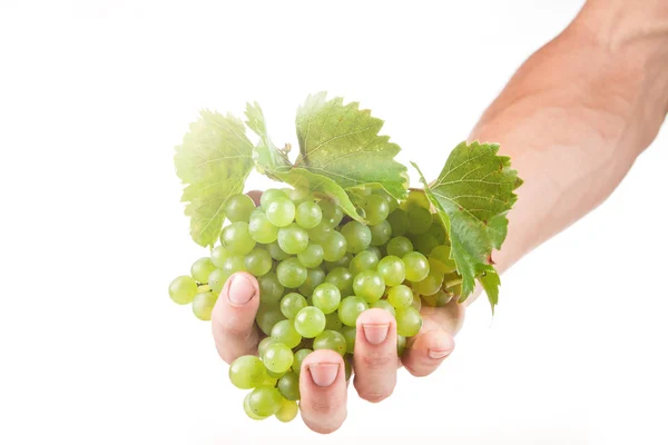 Hroznové víno, bílé víno v rukou vinař — Stock fotografie