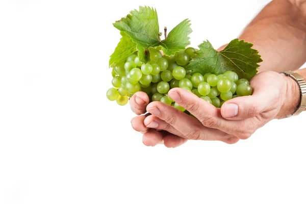 Winogrona, białe wino w rękach winiarz — Zdjęcie stockowe