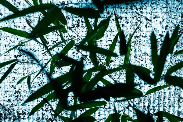 Płyta Szklana Drutu Stalowego Bambusem — Zdjęcie stockowe