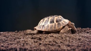 Doğu Hermann 'ın kaplumbağası, Avrupa karasal kaplumbağası, Testudo hermanni boettgeri, kara arka planda ve bahçe topraklarında kaplumbağa.