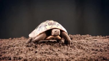 Doğu Hermann 'ın kaplumbağası, Avrupa karasal kaplumbağası, Testudo hermanni boettgeri, kara arka planda ve bahçe topraklarında kaplumbağa.