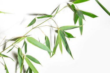 Bambu Phylostachys bissetii, Japoncada beyaz arka plan