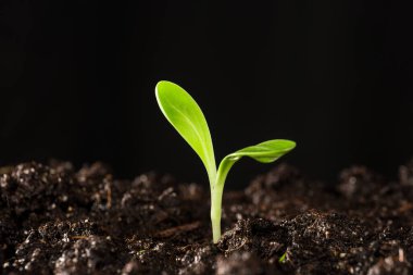 Bahçede küçük filizlenmiş bir bitki. 