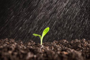 Bahçede filizlenen küçük bir bitki. 