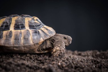 Doğu Hermann 'ın kaplumbağası, Avrupa karasal kaplumbağası, Testudo hermanni boettgeri, kara arka planda ve bahçe topraklarında kaplumbağa.