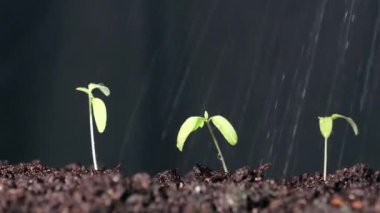 Bahçede küçük filizlenmiş bir bitki.