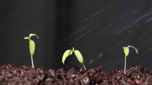 Malá Klíčící Rostlina Zahradě — Stock video