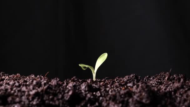 Small Sprouted Plant Garden — Stock Video