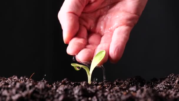 庭の小さな発芽した植物は — ストック動画