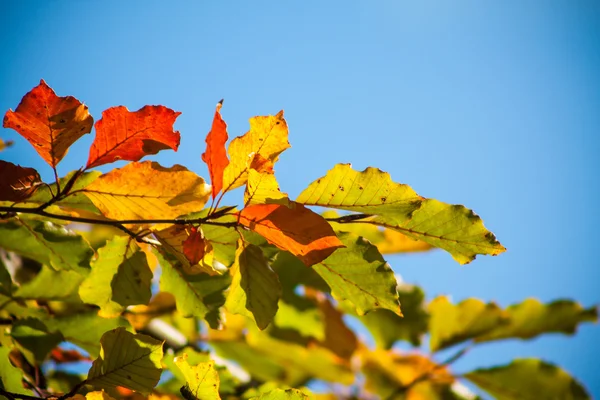 Autumn maple leaves — Stock Photo, Image